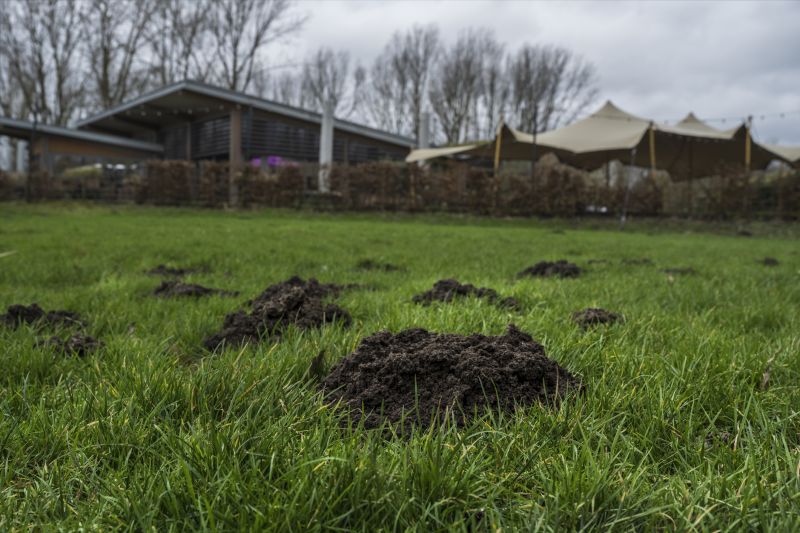 Don’t Let Mole Tunnels Ruin Lawns