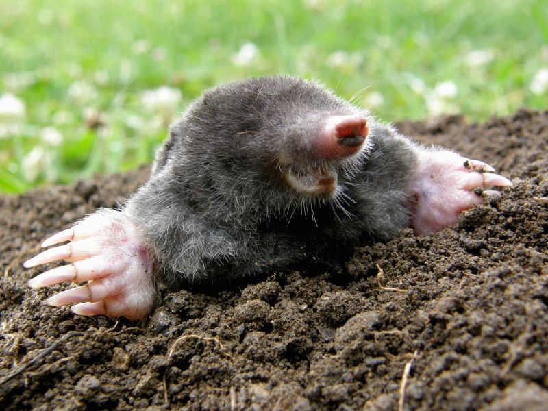 How Moles Destroy Lawns, Roots, And Irrigation Systems