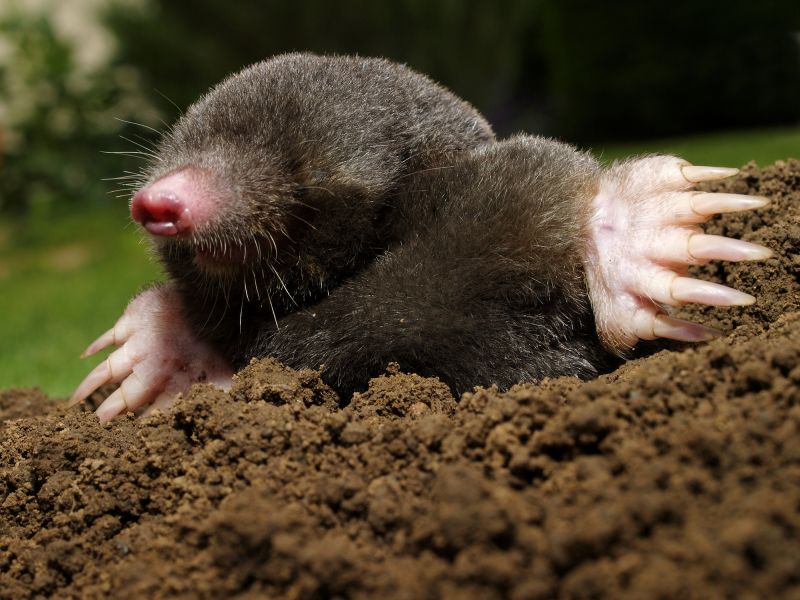 How Moles Disrupt Root Systems And Landscape Drainage