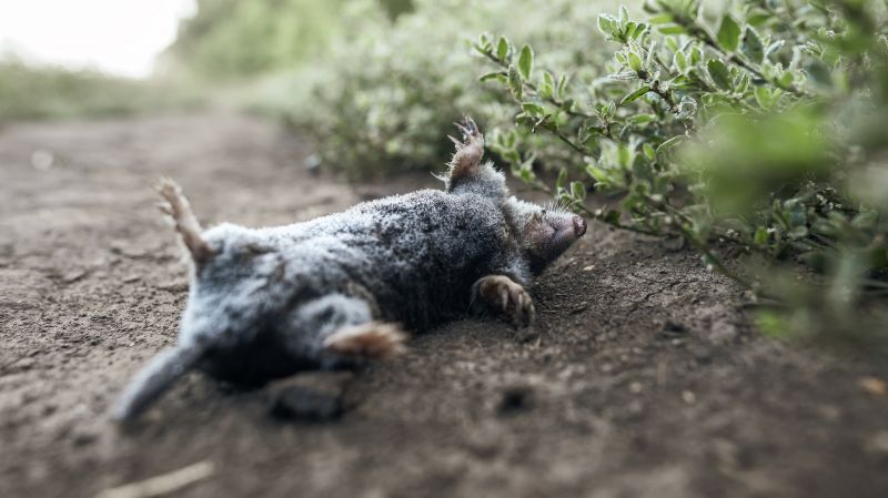 How Wildlife Can Damage Roofs, Attics, And Insulation