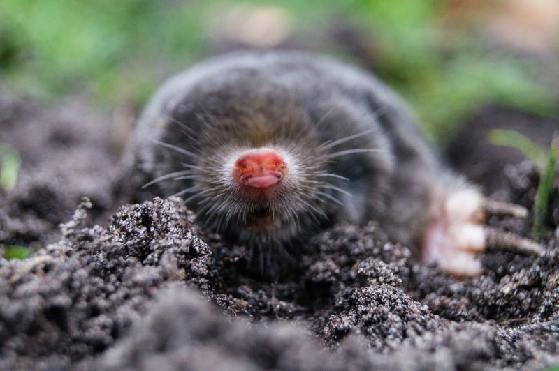 Mole Elimination