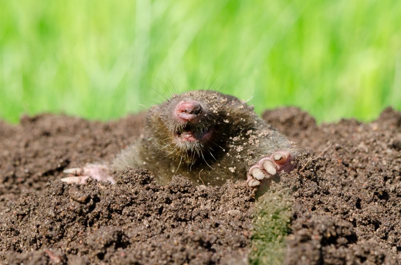 Mole Elimination