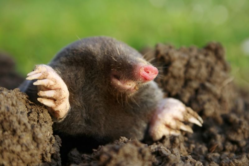 Mole Elimination