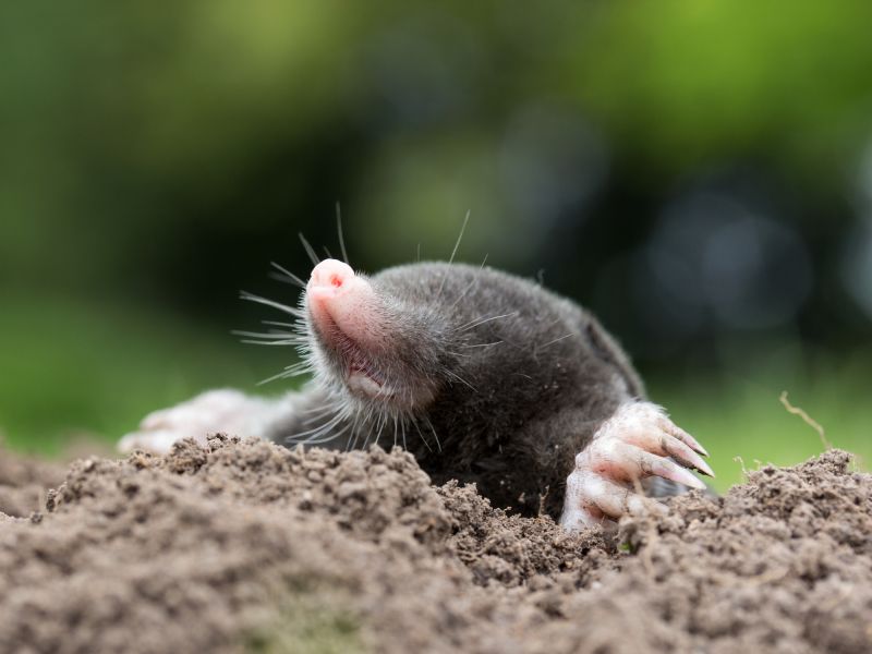 Mole Elimination