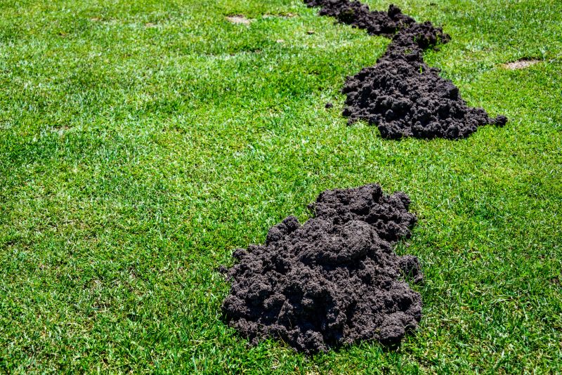 Mole Damage on Lawns