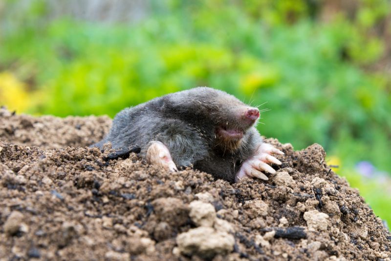 Mole Tunnels in the Lawn