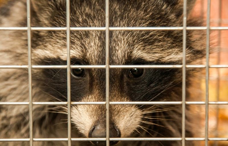 Why Humane Wildlife Removal Is Important For Property And Animal Safety