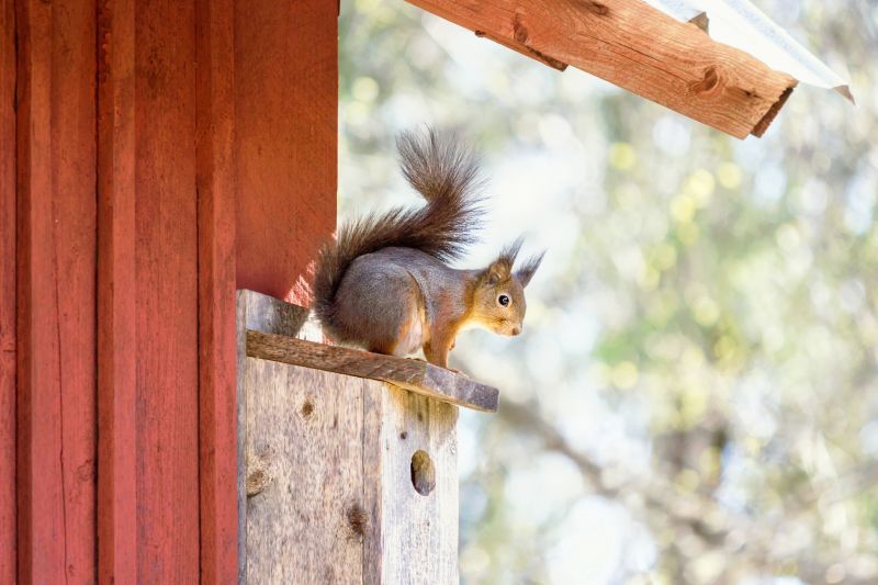 Squirrel Chewing Wires