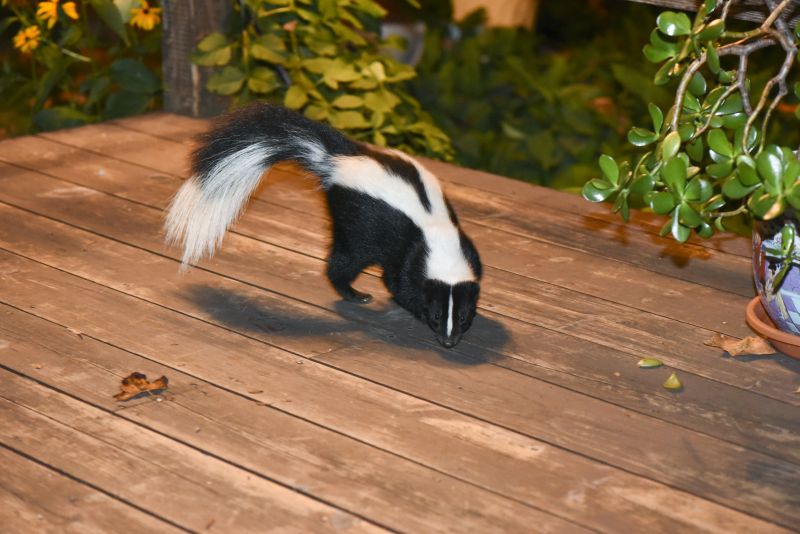 Skunk Near Property