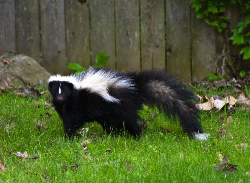 Skunk Digs
