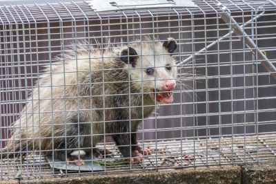 Opossum Entry