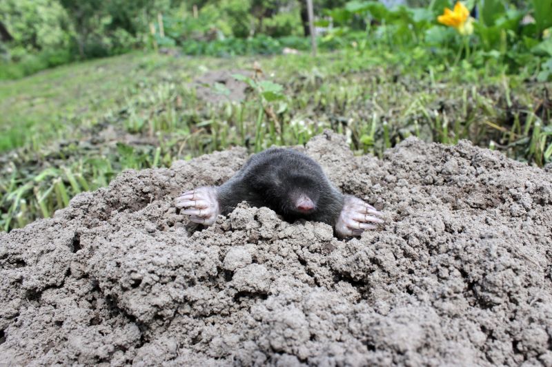 Preserves Lawn Health